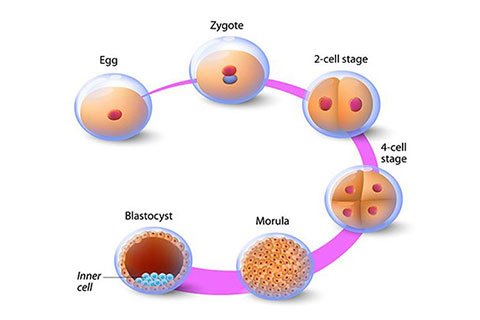 Natural IVF