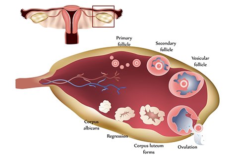 Ovulation Induction/ Augmentation