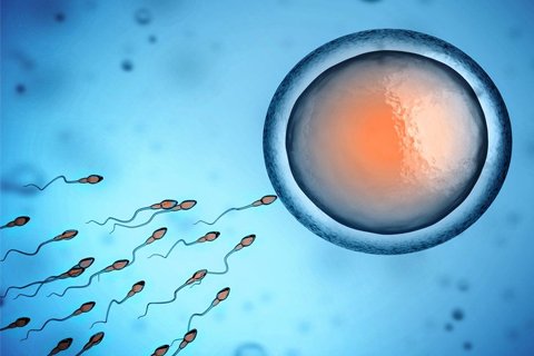 In Vitro Fertilization (IVF)